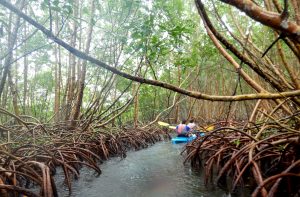 mangrove kayac